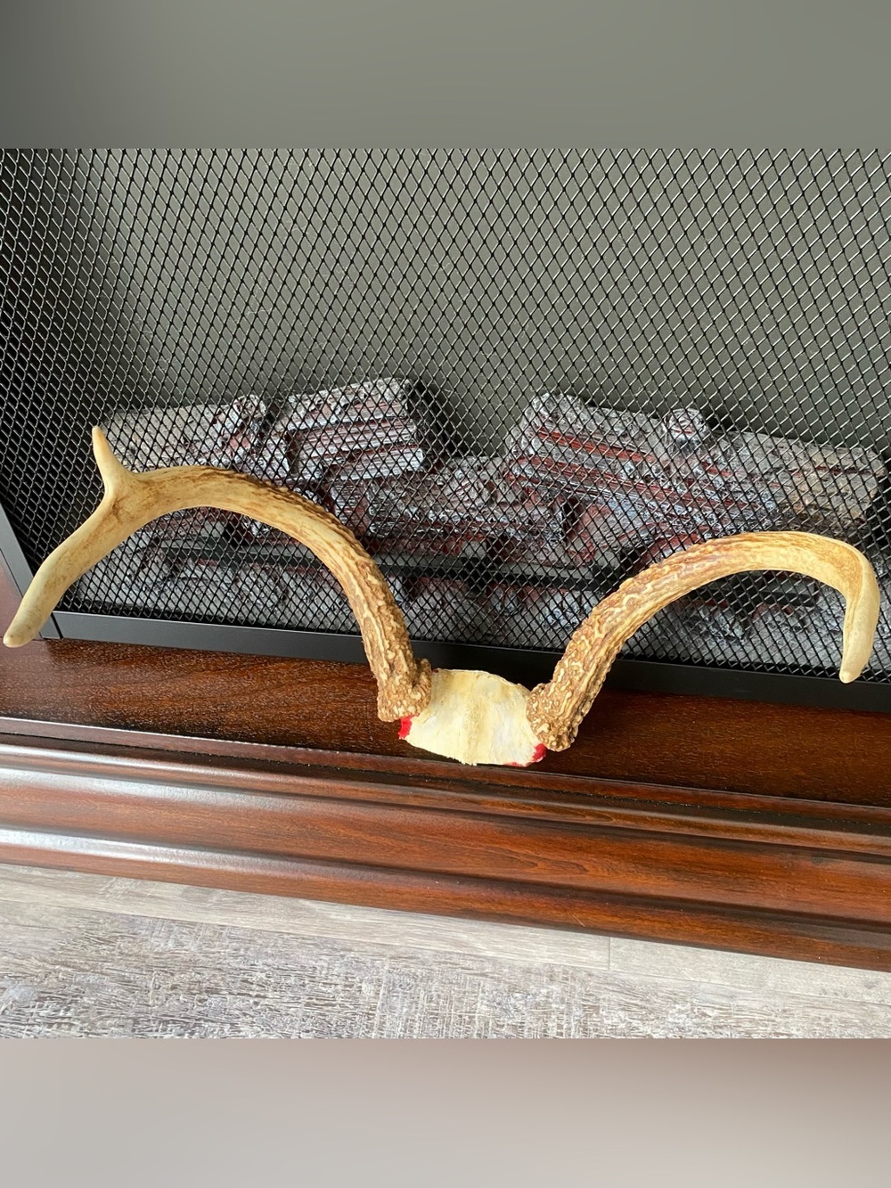 Authentic Whitetail Deer Antlers with Skull Cap RARE Real Buck Trophy Decor
